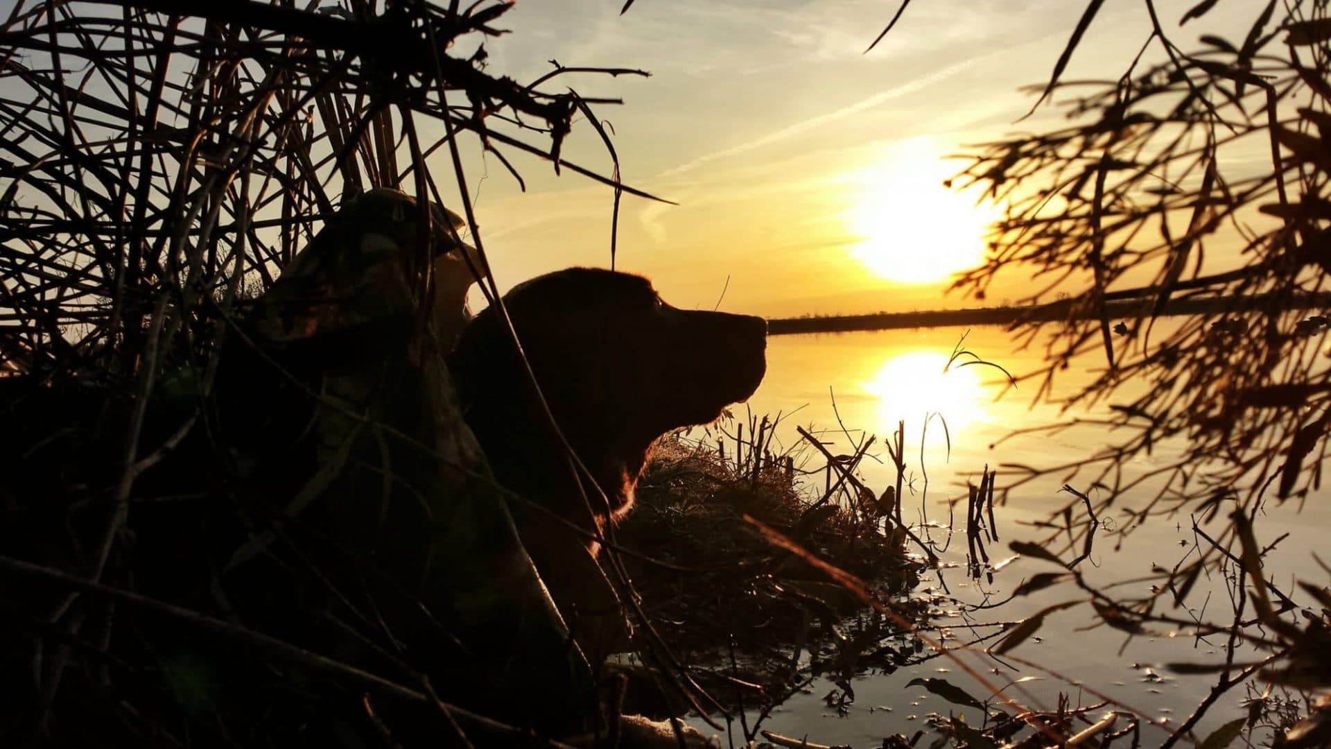 Goldsby Retrievers & Obedience Offering Obedience, Basic and Advanced Retriever Training